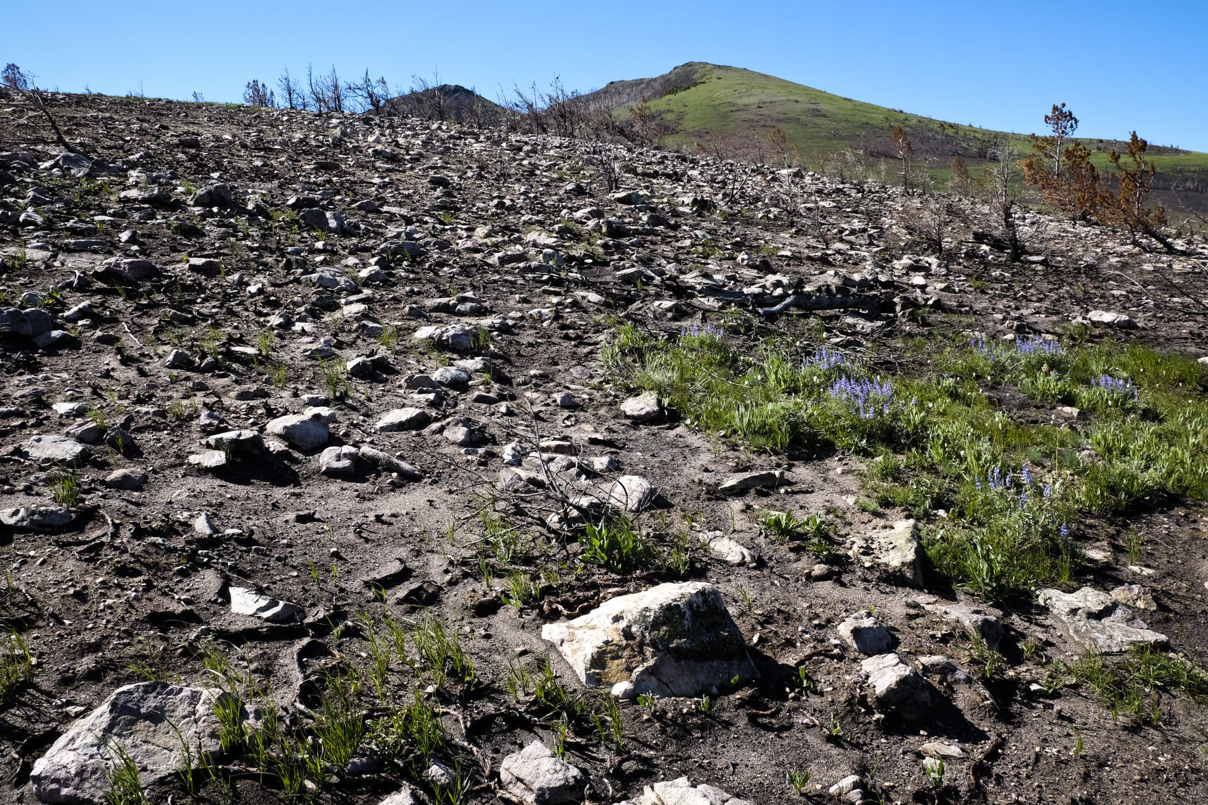 The Alice Creek Fire's effect